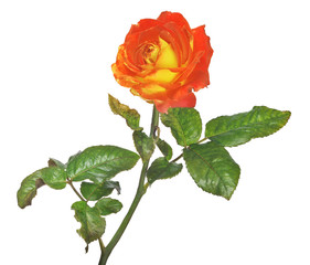 Fototapeta premium dark orange and yellow color rose isolated on white