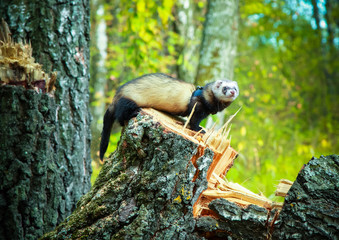 Home curious ferret sitting on a large stump of wood in the woods.