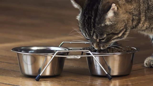 chat qui se nourri 