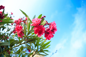 oleander flower with Green leaf in the background and Blue sky with cloud
