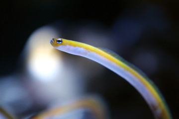 Obraz premium Water snail