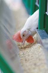 Purebred white chicken in a cage on the farm