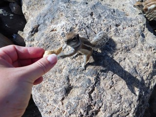 füttern eines Streifenhörnchen