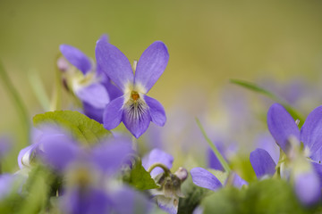 group of Wild viola against blurry background.