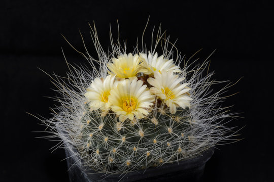 Cactus Pediocactus paradinei with flower isolated on black.