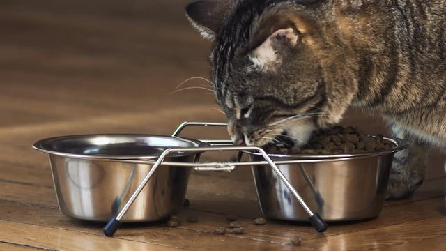 chat qui se nourri 