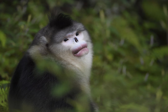 Yunnan or Black Snub-nosed monkey portrait