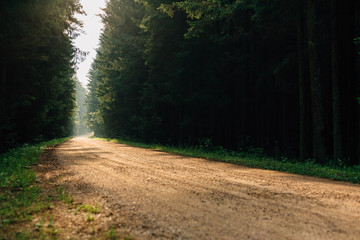 Obraz premium beautiful road in the forest at dawn