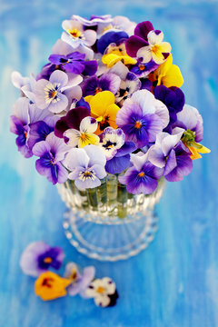 Photo of a beautiful  pansy flowers close-up on a blue background. Beautiful and delicate flowers. 