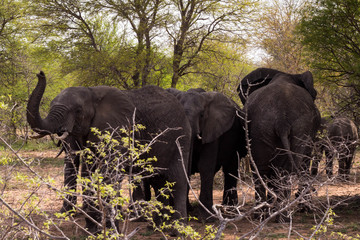 Fototapeta na wymiar An herd of elephants, South Africa