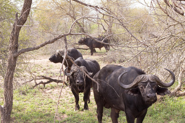 An herd of buffalos, South Africa
