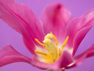 Fototapeta premium チューリップの花