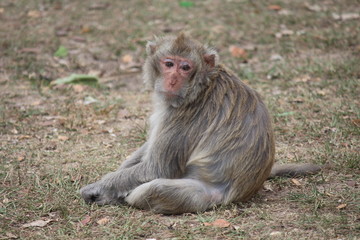 Monkey,  it is in the park at Thailand.