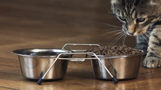 chat en gros plan qui mange,  2 bols en chrome design avec des croquettes, beau chat tigr&eacute;