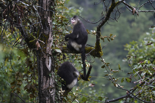 Yunnan or Black Snub-nosed monkey sitting in a tree