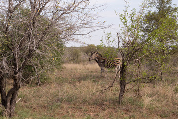 Fototapeta na wymiar A zebra in the desert, South Africa