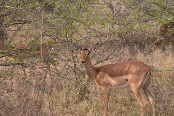 Naklejka na ściany i meble An impala in the desert, South Africa
