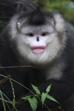 Yunnan or Black Snub-nosed monkey portrait