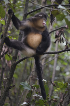 Yunnan or Black Snub-nosed monkey sitting in a tree