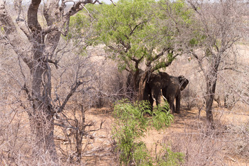 Two elephnats hiding behind a tree, South Africa