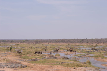 An herd of elephants, South Africa