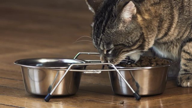 chat en gros plan qui mange,  2 bols en chrome design avec des croquettes, beau chat tigr&eacute;