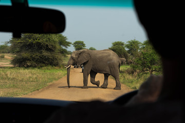 AN elephant crossing the road, South Africa
