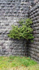 зеленое дерево на фоне стены