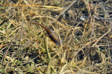 Crucian whitebait swimming in clean spring water which flooded meadow with rotten spring grass, close up detail