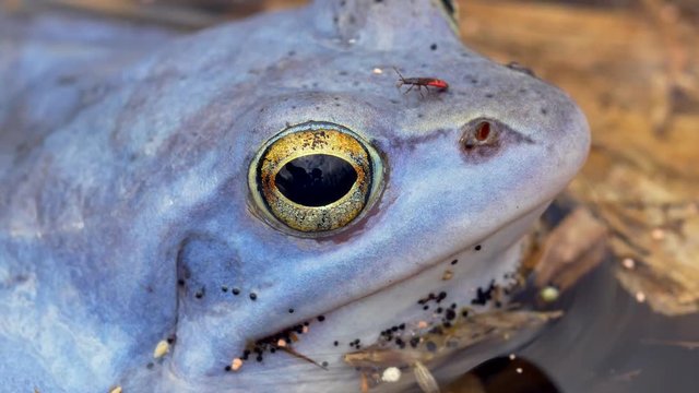 Blue moor frog (Rana arvalis) close up