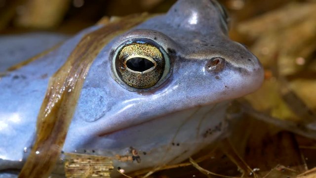 Blue moor frog (Rana arvalis) close up