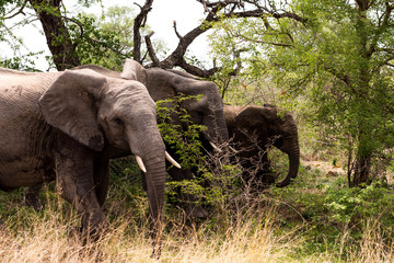 Three elephants, South Africa