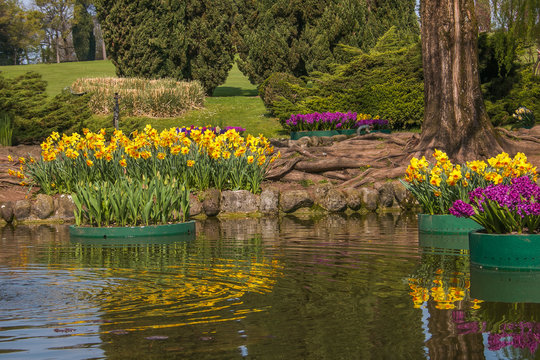 Vasi di narcisi e giacinti nel lago all'interno del giardino