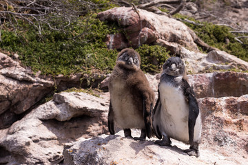 Two penguins, South Africa
