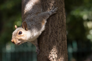 Squirell on a tree, South Africa