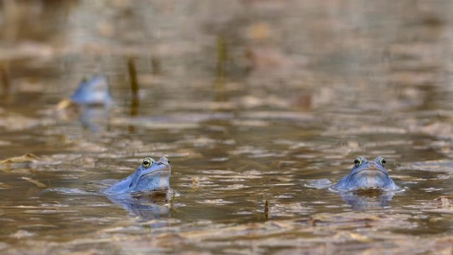 Blue moor frog (Rana arvalis) 