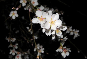 Flores blancas de almendro en fondo oscuro natural, noche