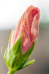 Flower bud, which will be revealed soon