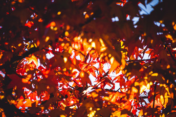 Fototapeta na wymiar Autumn colourful leaves on a tree.