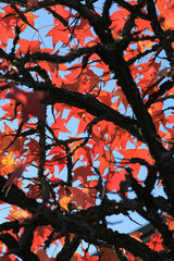 Autumn colourful leaves on a tree.