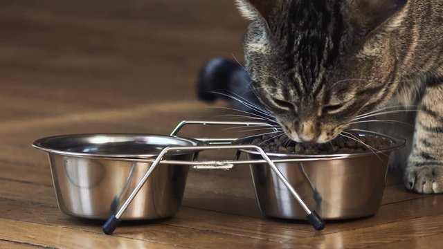 chat en gros plan qui mange,  2 bols en chrome design avec des croquettes, beau chat tigr&eacute;