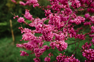 Obraz premium Beautiful pink flower blossom