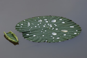 Raindrops on the leaves of sacred lotus