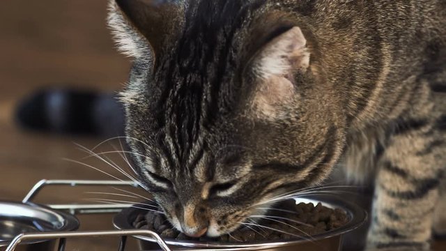 chat en gros plan qui mange,  2 bols en chrome design avec des croquettes, beau chat tigr&eacute;