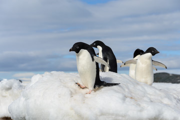Fototapeta premium Adelie penguins on snow