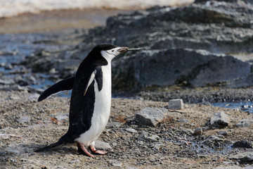Naklejka premium Chinstrap penguin with twig in beak