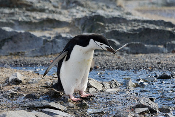 Naklejka premium Chinstrap penguin with twig in beak