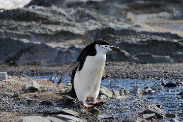 Chinstrap penguin with twig in beak