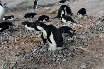 Adelie penguins in nest