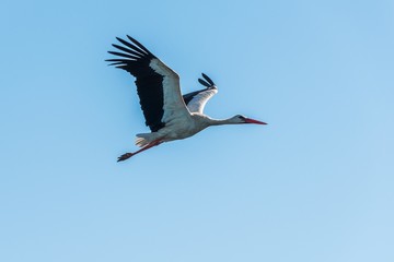 White stork flying